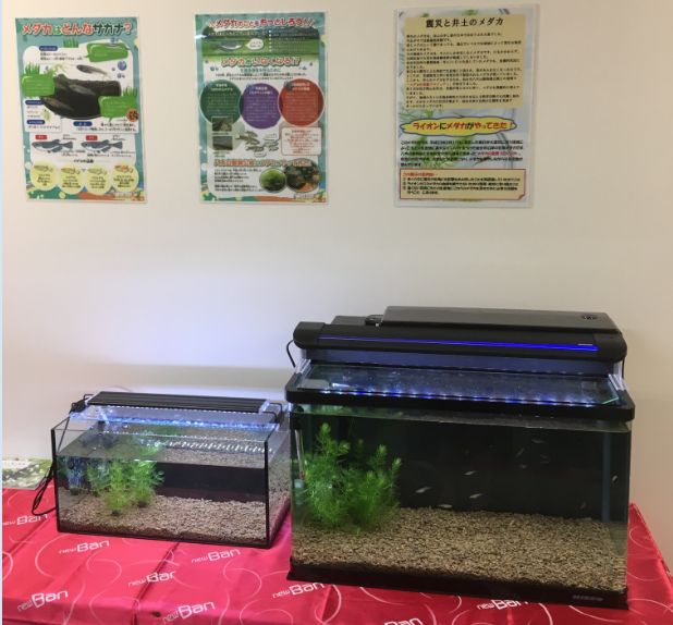 仙台オフィスの生物多様性保全活動 生物多様性保全活動レポート 生物多様性保全への取り組み 自然との共生 生物多様性 環境とともに サステナビリティ ライオン株式会社